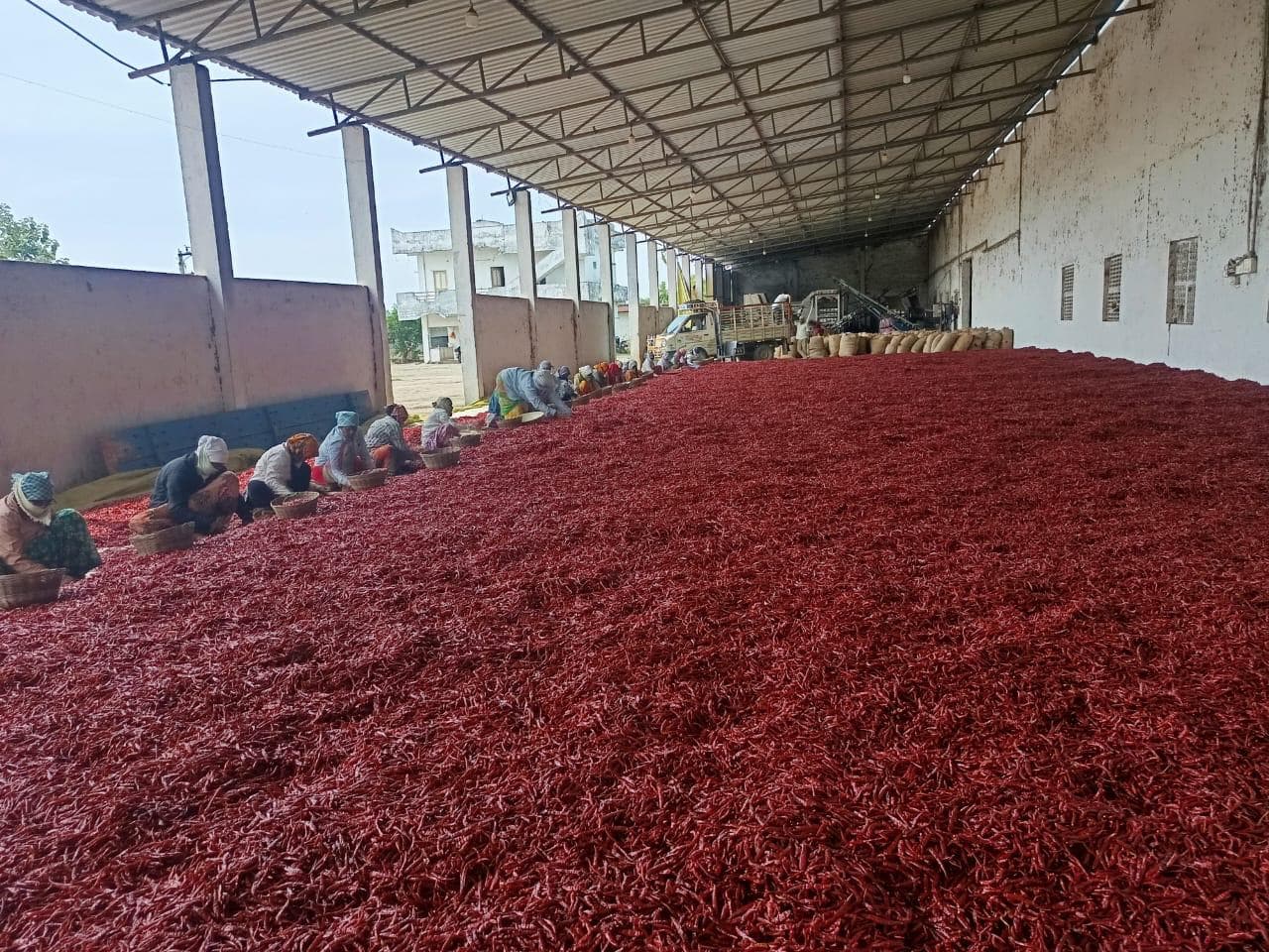 Red chilli drying yard