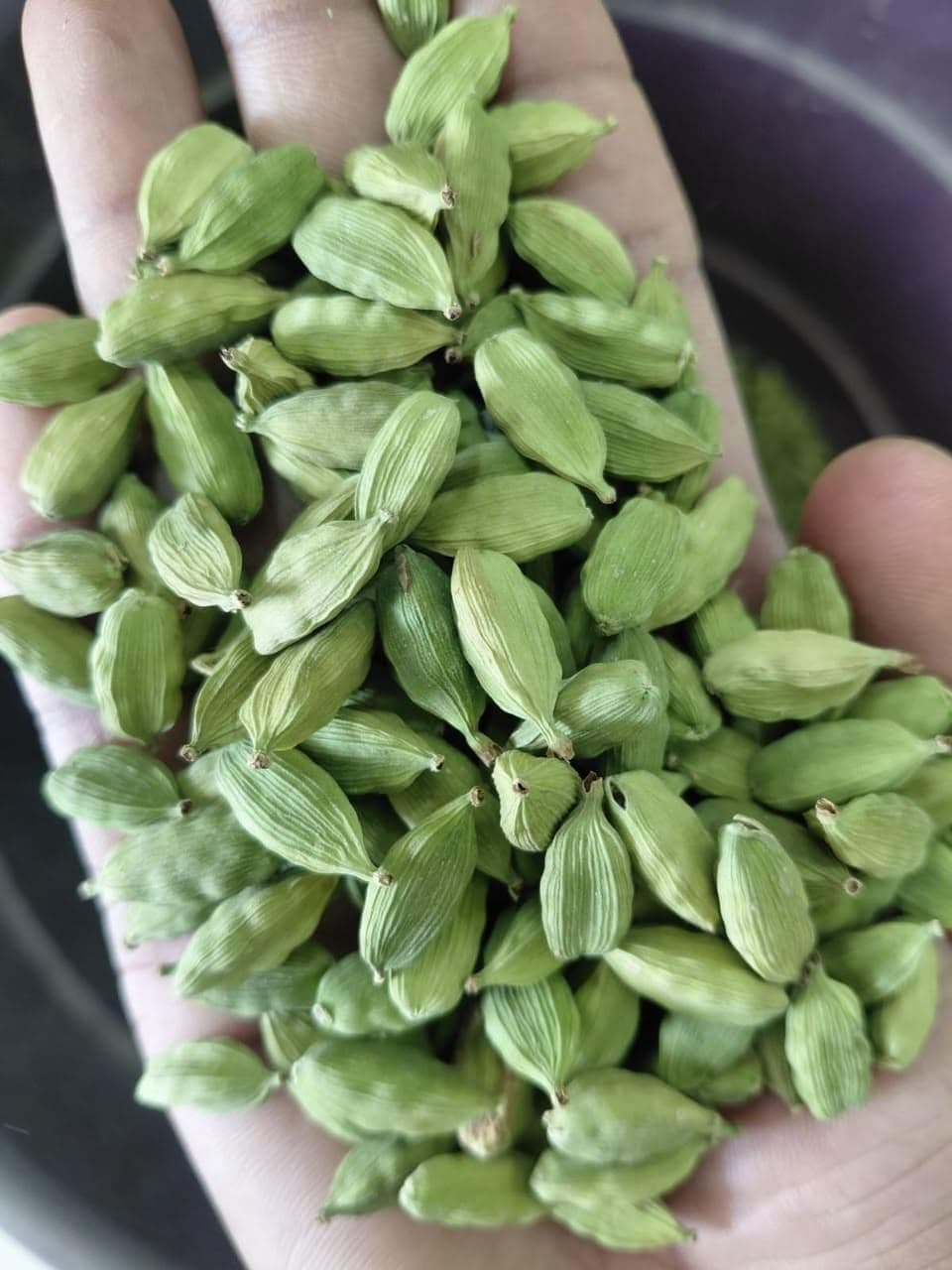 Cardamom